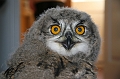 eagleowl