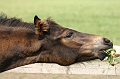 foal