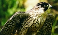 peregrine